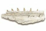 Mosasaur Jaw Section with Six Teeth - Morocco #270885-4